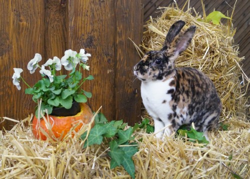 Foto Clubschau 2019